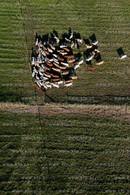 Wypas krow na polskich lakach. NZ laki i stado w okolicy...