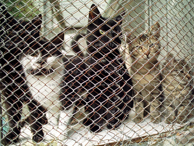 Schronisko dla zwierzat w Sopocie.
27.10.2001
fot....