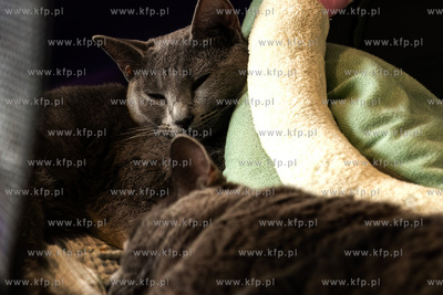 Międzynarodowa wystawa kotów rasowych "Koty na Hawajach"...