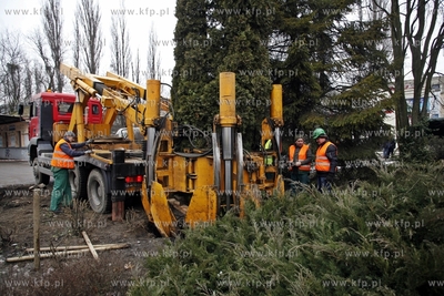Sopot. Wykopywanie drzew i krzewow  na placyku przy...