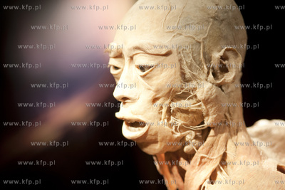 Wystawa o ciele ludzkim Human Body.
30.04.2013
fot....
