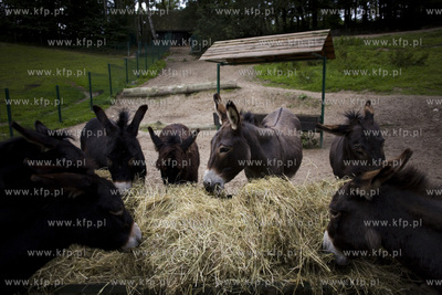 Gdańsk. Zoo. Nz. osiołki.
28.07.2015
fot. Krzysztof...