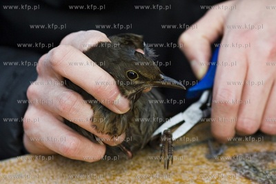 Oliwskie zoo. Obrączkowanie ptaków.
03.01.2016
fot....