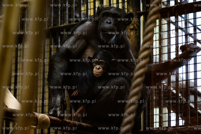 Młode szympansy w oliwskim zoo.
05.01.2023
fot....