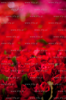 Gdansk. Giełda kwiatowa Dick Inter.
08.03.2013
fot....