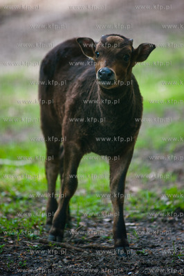 Gdansk. Oliwskie zoo.
Nz Anoa
14.05.2013
fot. Mateusz...