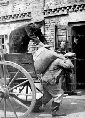 Rolnik Florian Freder z Keblowa wyladowuje z wozu konnego...