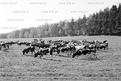 Wypas krow na polach PGR Strzezewo w powiecie leborskim....