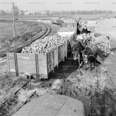 Przeladunek burakow cukrowych do wagonow transportowych....