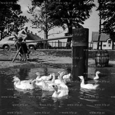 Poranna kąpiel kaczek. 
1966
0004755z_1966
Fot. Zbigniew...