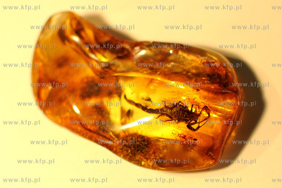 Amberif 2010. 17. Miedzynarodowe Targi Bursztynu, Bizuterii...