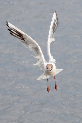 Mewa.
15.07.2012 fot. Andrzej J. Gojke / KFP