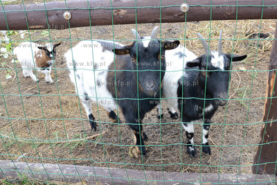 11.11.2013 o godz. 11:11 otwarto ZOO FARME W Debogorzu,...