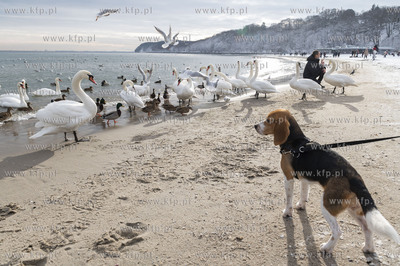 Zima w Gdyni. Plaża Miejska.31.01.2021 Fot. Anna...