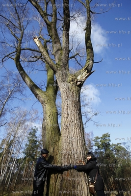 Wycinka drzew na terenie bylego Wojskowego Osrodka...