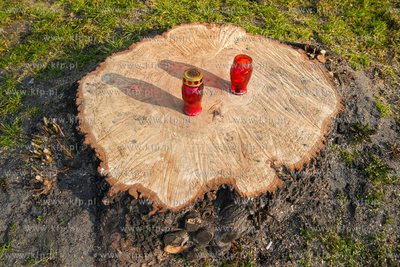 Znicze na ściętym drzewie przy ul. Kartuskiej w Gdańsku....