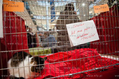 Gdansk. Galeria Baltycka. Obchody swiatowego dnia kota....