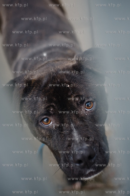 Gdansk. Schronisko dla bezdomych zwierzat Promyk. Akcja...