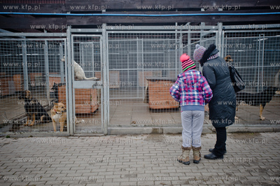Gdansk. Schronisko dla bezdomych zwierzat Promyk. Akcja...