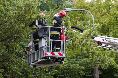Gdansk. Uszkodzona przez drzewa trakcja tramwajowa...