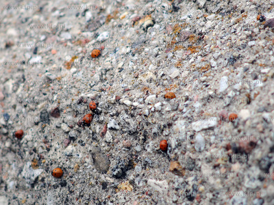 Tysiace biedronek pojawilo na plazy i okolicach Grand...