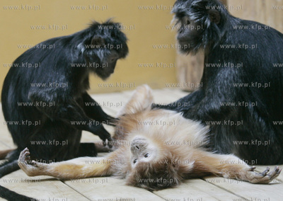 Walentynkowy nastroj udzielil sie niektorym mieszkancom...