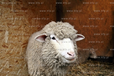 Zywa szopka bozonarodzeniowa w kosciele sw. Trojcy...