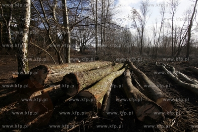 Wycinka drzew na terenie bylego Wojskowego Osrodka...