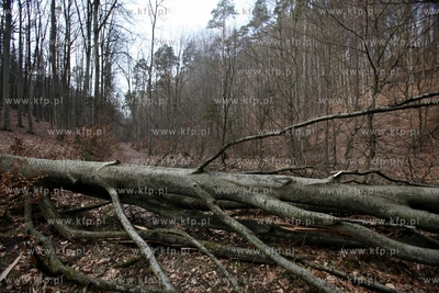 Gigantyczny wyrąb drzew w Trójmiejskim Parku Krajoobrazowym.
25.03.2015
fot....