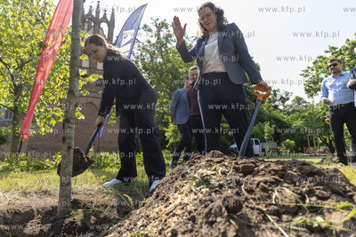Na skwerze Daszyńskiego w Gdańsku posadzono dwa ambrowce...