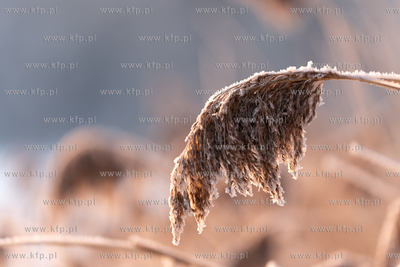Zimowy poranek w Otominie. 18.01.2026 fot. Paweł Marcinko...
