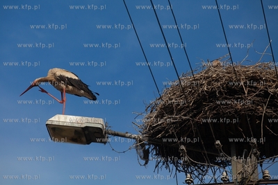 Gniazdo bociana. Wierzchuciono.10.07.2018 / Fot. Nz....
