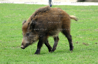 Dziki spacerujace beztrosko na Bulwarze Nadmorskim...