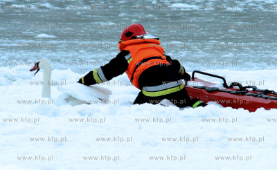 Strazacy z Ustki uratowali labedzia, ktory przymarzl...