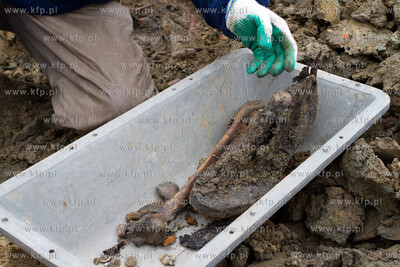 Gdansk. Rebiechowo. Szczatki niemieckiego zolnierza...