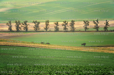 Morawy. Czechy. Okolice miejscowosci Kijev. Nz. pola...