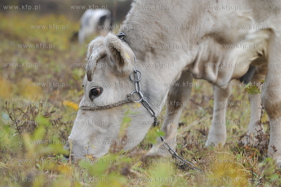 Miejskie pastwisko. Krowy pasace sie w Gdansku Kokoszkach...