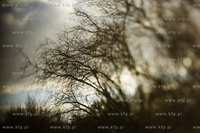 Park Ronalda Reagana.
20.01.2016
fot. Krzysztof Mystkowski...