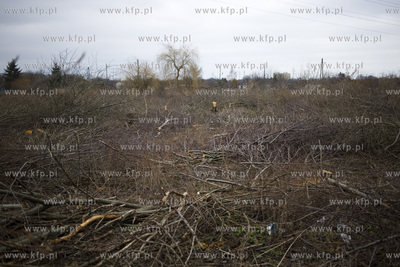 Wycinka drzew przy ul. Kochanowskiego w Gdańsku.
28.02.2017
fot....