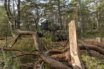 Wycinka lasu w okolicach Słajszewa w woj. pomorskim...