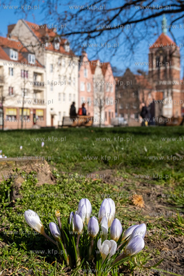 Gdańsk, Wiosna na Skwerze Świętopełka Wielkiego....