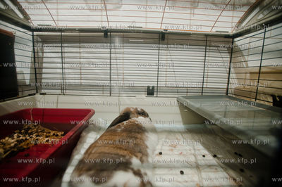 Sopockie Uszakowo - Centrum Adopcyjne Krolikow.
29.03.2013
fot....