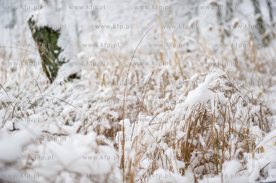 Sniezny zimowy dzien nad jeziorem Otominskim.
21.01.2016
fot....