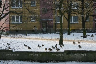 Pierwszy w Polsce przypadek ptasiej grypy stwierdzono...