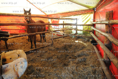 Reda k/Wejherowa. Stadnina Koni Pegaz po pozarze, w...