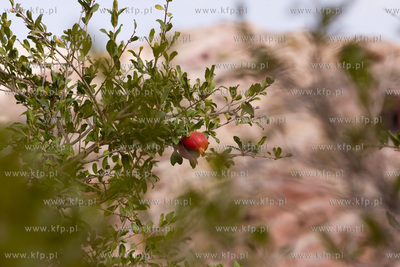 Petra. Owoc granatu. 02.11.2009  Fot. Maciej Moskwa/KFP