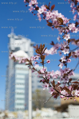 Gdynia Śródmieście. 19.04.2019 Fot. Anna Bobrowska...