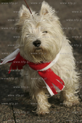 Gdansk. Parada Niepodleglosci.
11.11.2007
fot. Krzysztof...