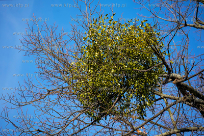 Prace nad drzewostanem Wielkiej Alei Lipowej w ramach...