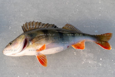 Zima. Łowienie na lodzie przy przystani Żabi Kruk...